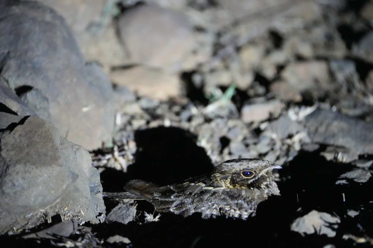 Indian Nightjar - ML567748011