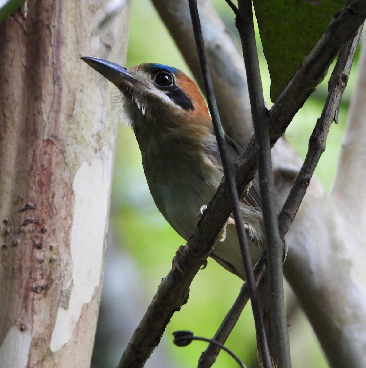 Tody Motmot - ML567748141