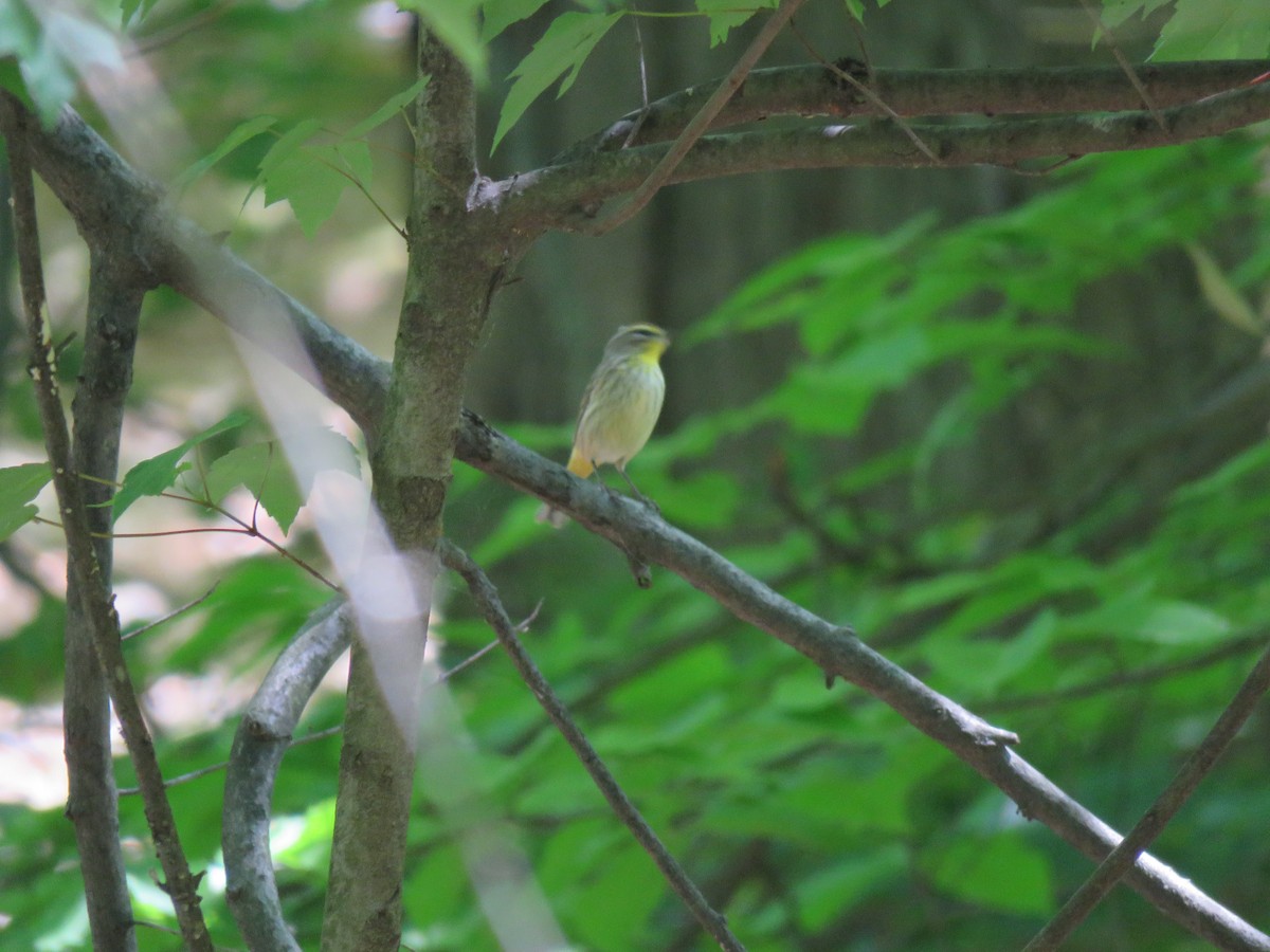 Palm Warbler - ML567749191
