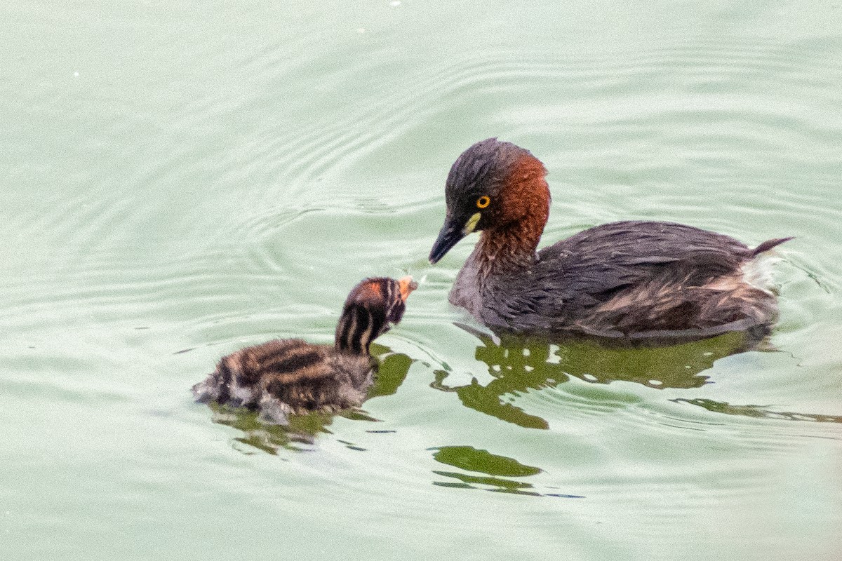 Little Grebe - ML567749461