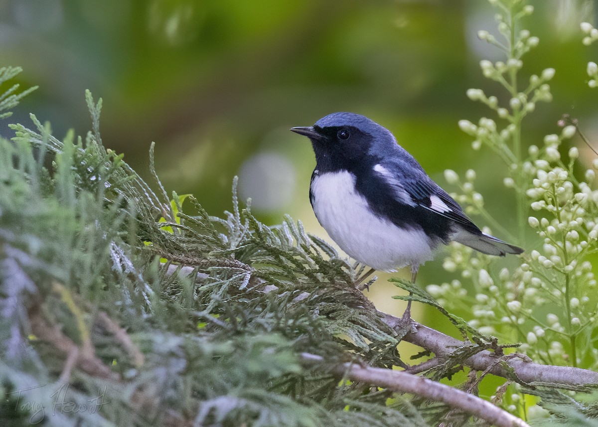 Black-throated Blue Warbler - ML567749681