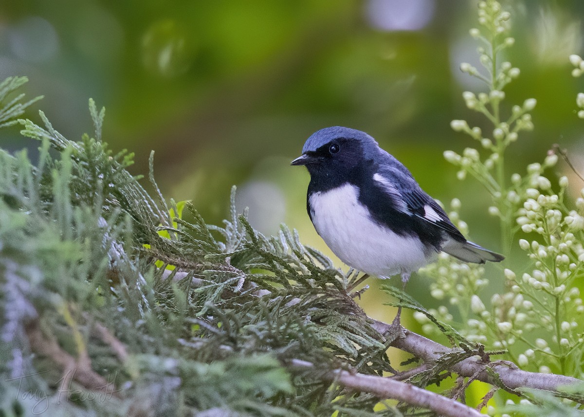 Black-throated Blue Warbler - ML567749691