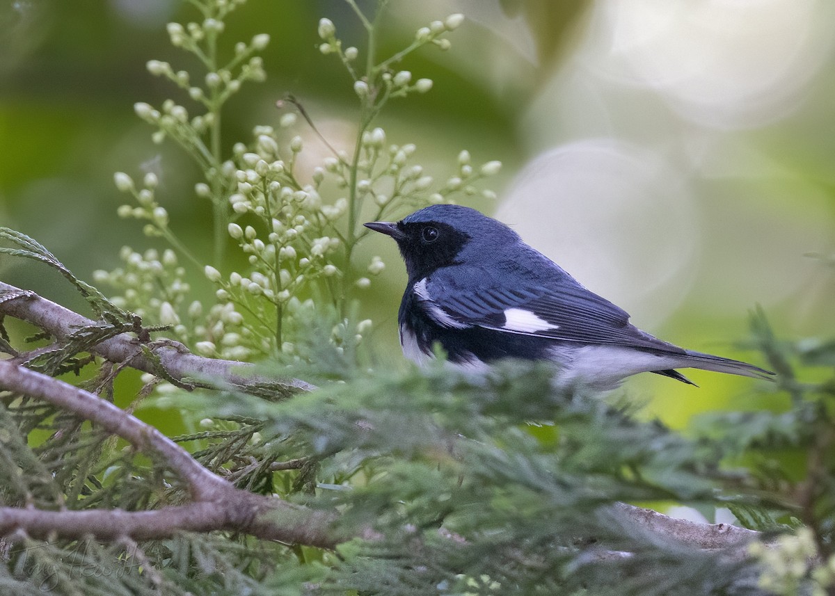 Black-throated Blue Warbler - ML567749701