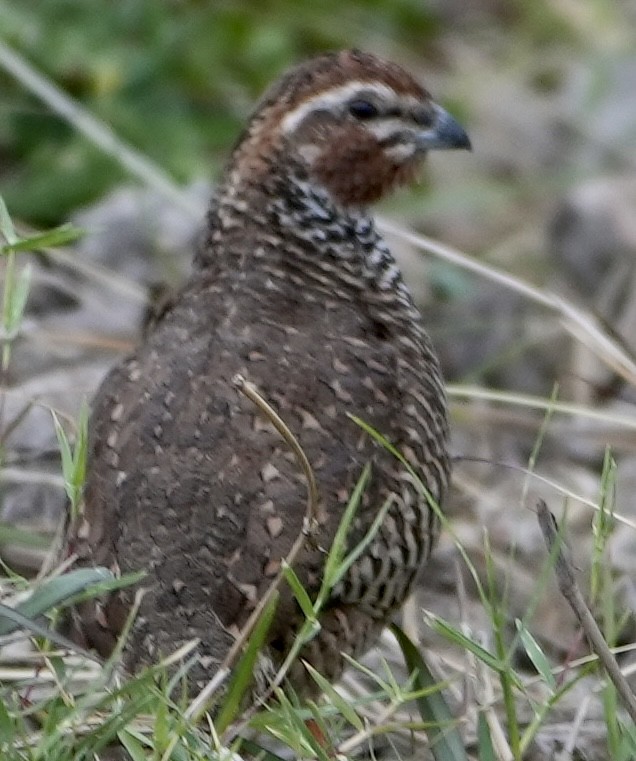 Rock Bush-Quail - ML567751471