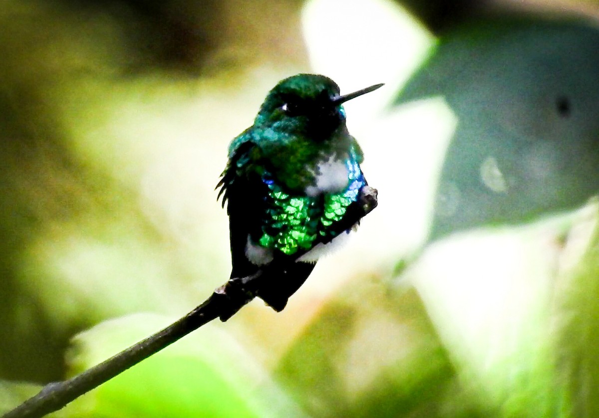 Emerald-bellied Puffleg - ML567753611