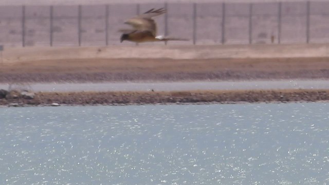 Pallid/Montagu's Harrier - ML567754341