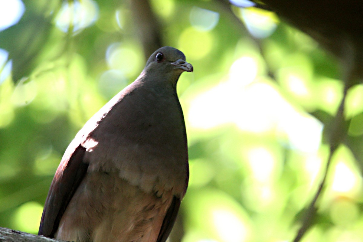 Malagasy Turtle-Dove - Stephen and Felicia Cook