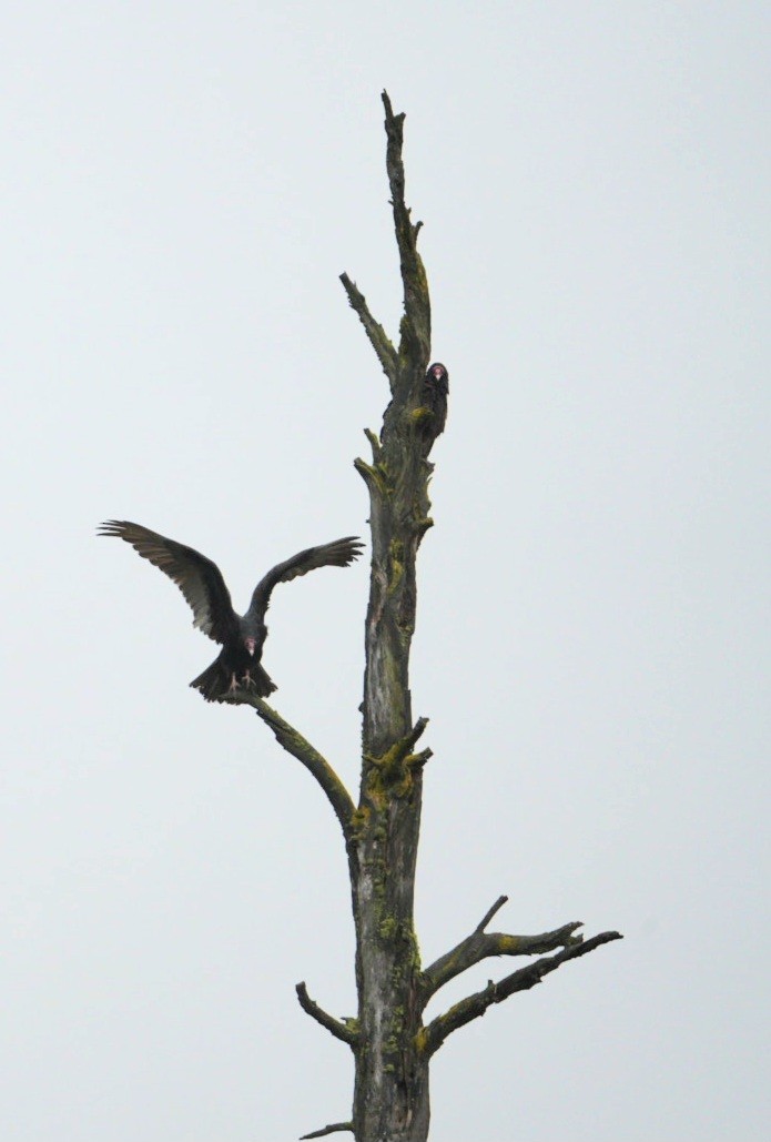 Turkey Vulture - ML567754451
