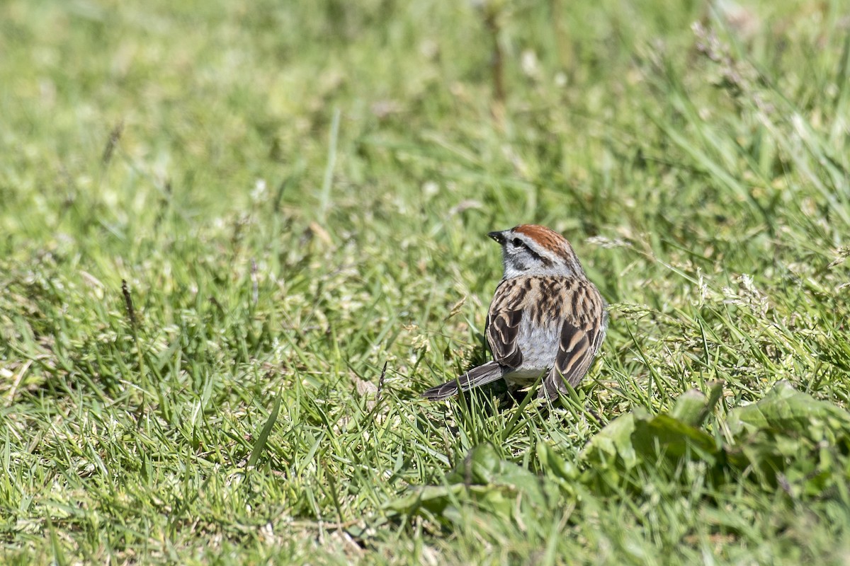 Chipping Sparrow - ML567754471