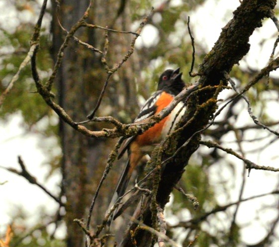 Spotted Towhee - ML567754531
