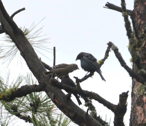 Brown-headed Cowbird - ML567754581