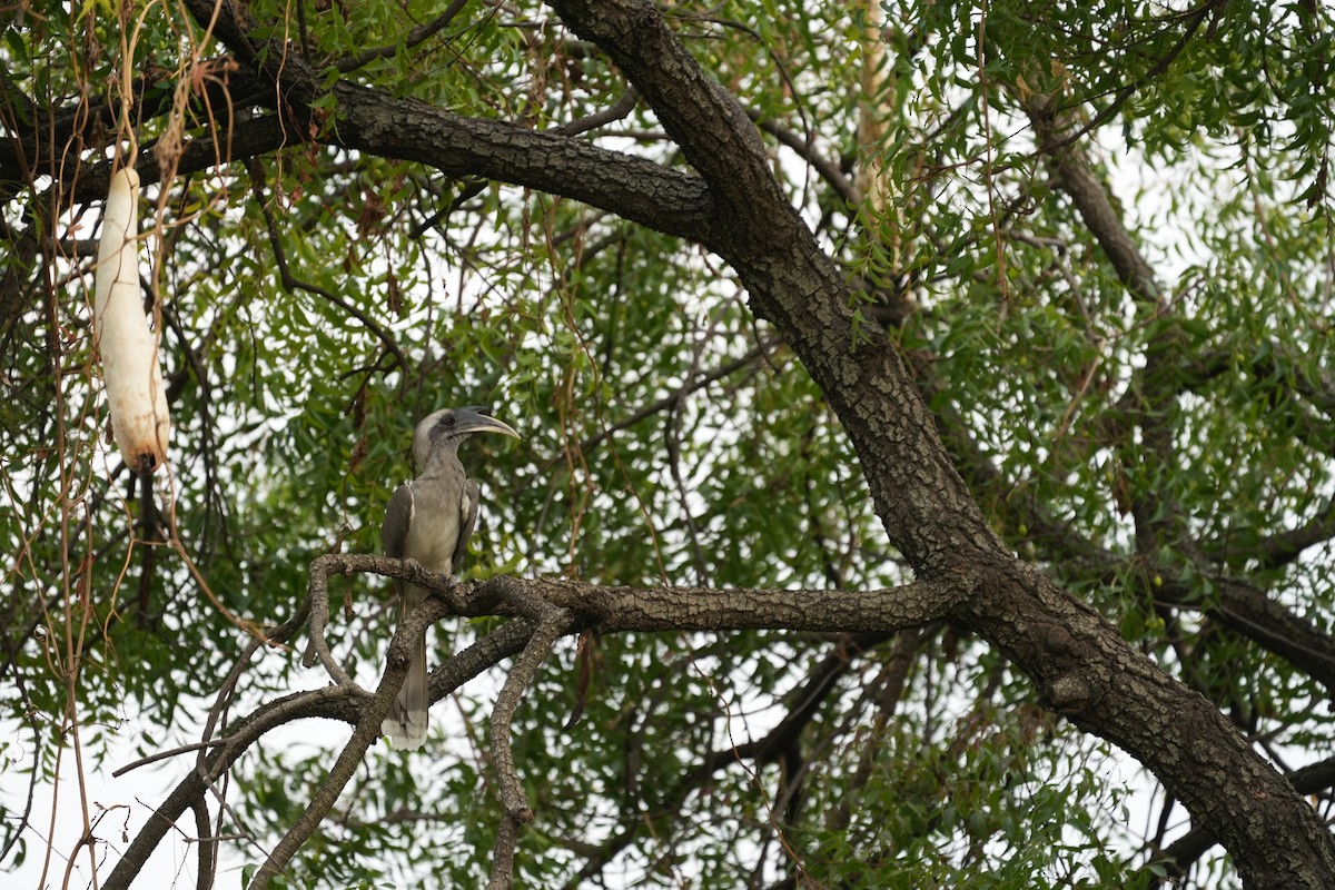 Indian Gray Hornbill - ML567754741