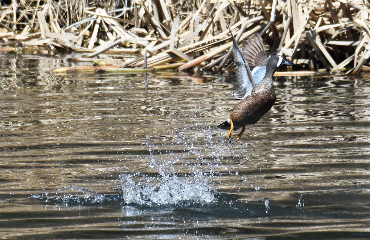 Blue-winged Teal - ML567756711
