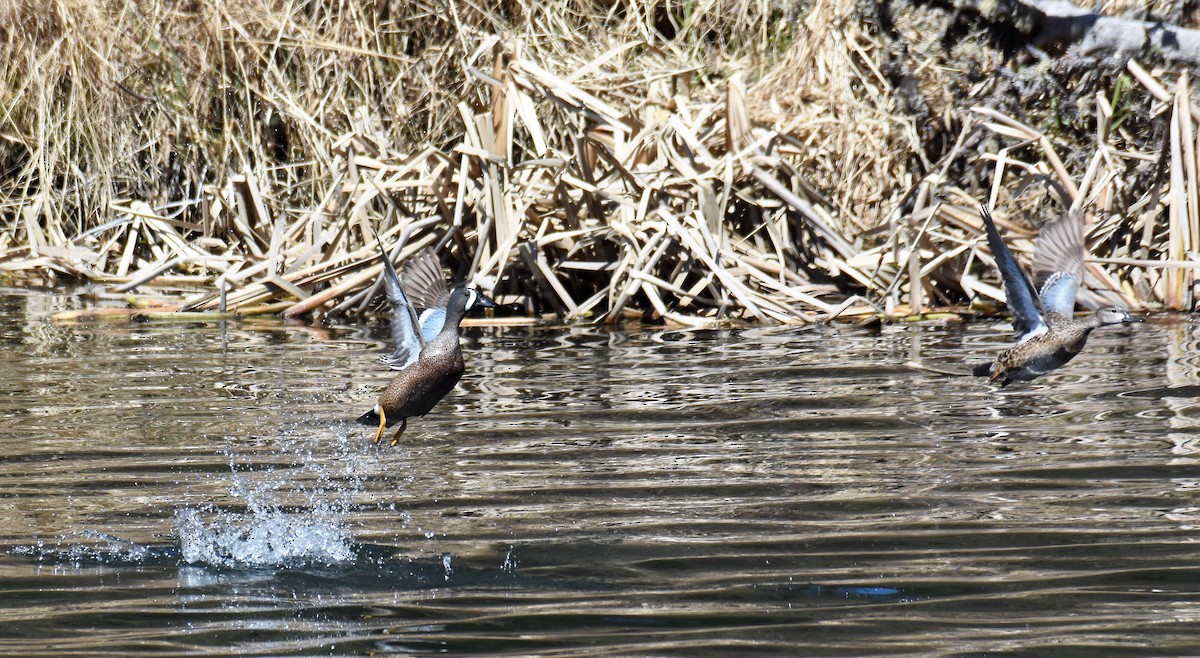 Blue-winged Teal - ML567756731