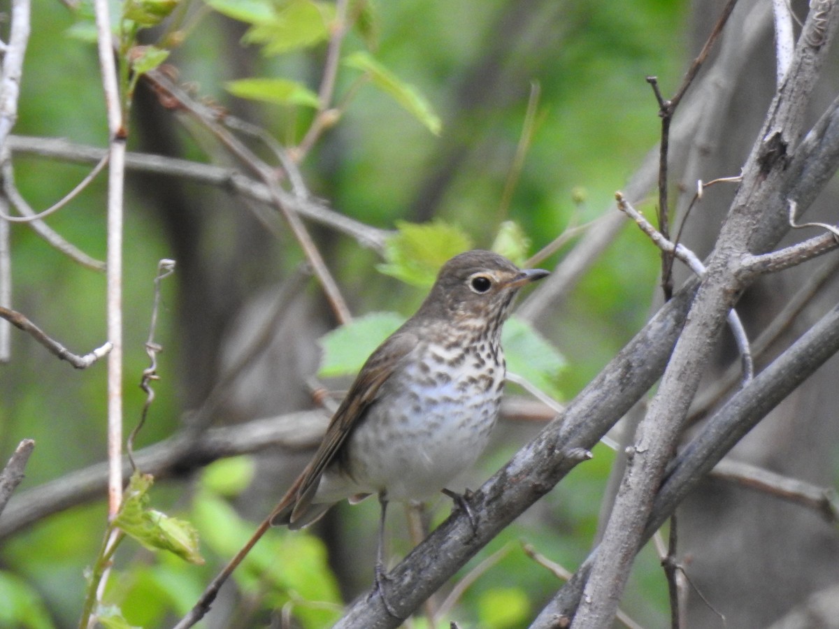 Swainson's Thrush - ML567757291