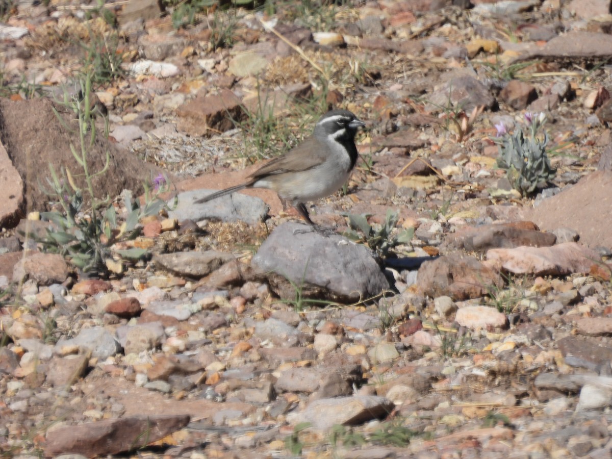 Black-throated Sparrow - ML567757551