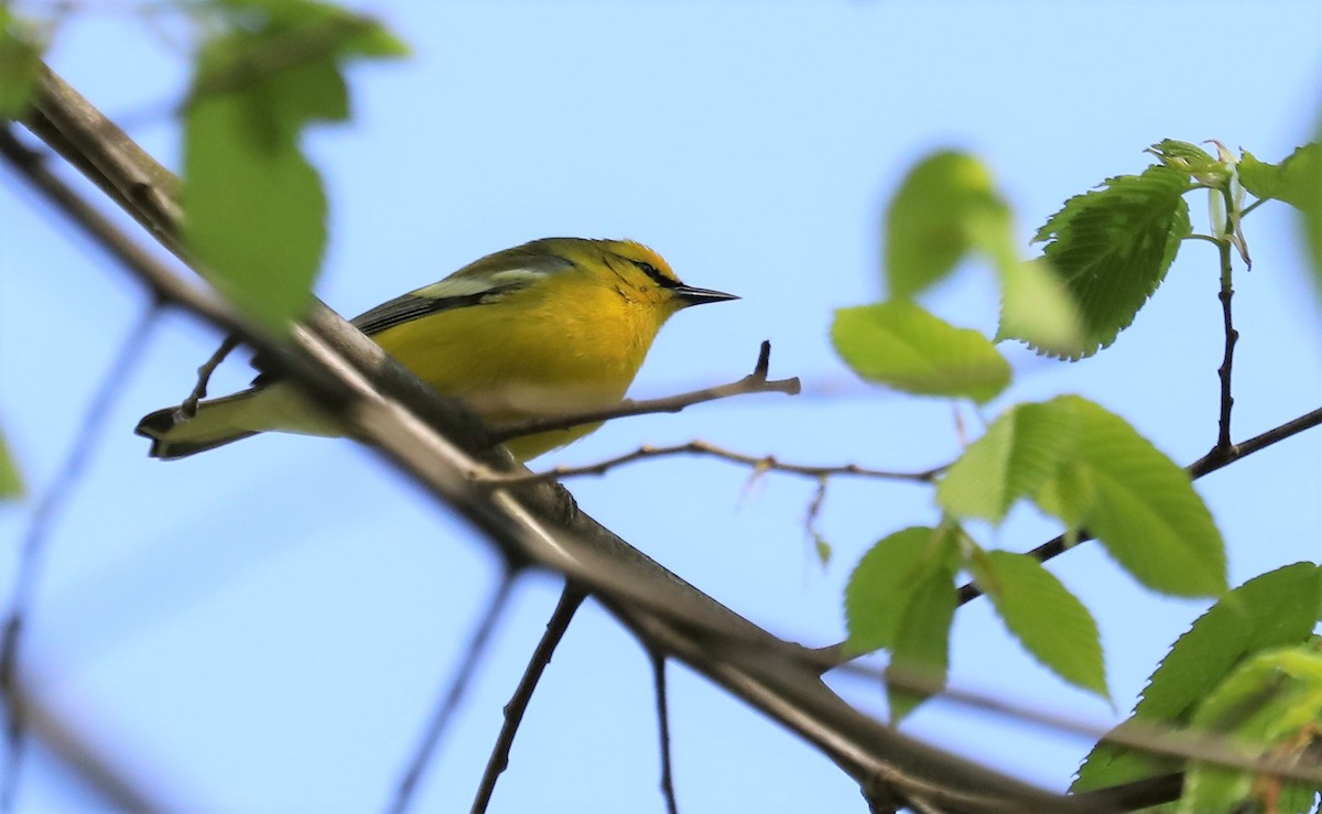 Blue-winged Warbler - ML567758291