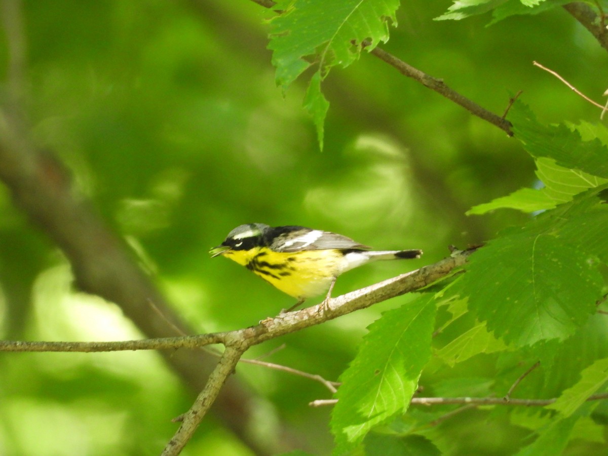 Magnolia Warbler - ML567759421