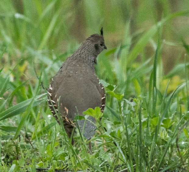 California Quail - Liz Osborn