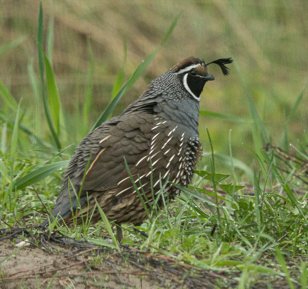 California Quail - ML567759631