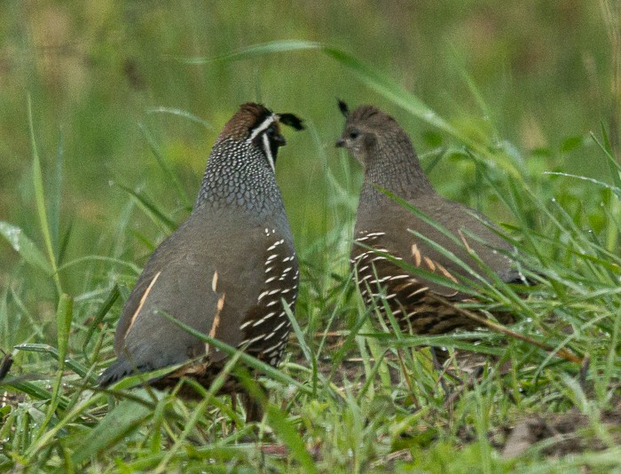 California Quail - ML567759661