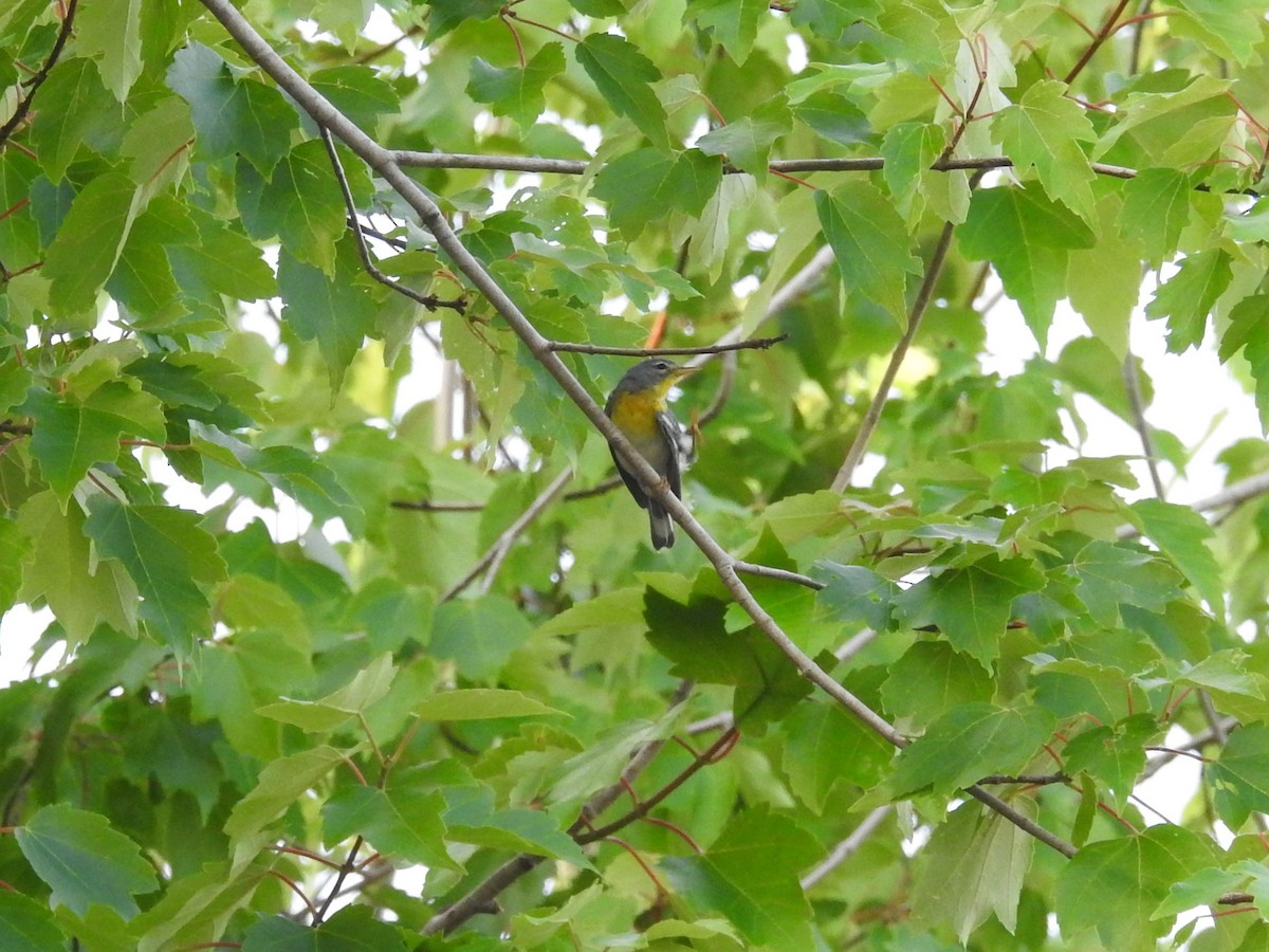 Northern Parula - Jeffrey Gammon