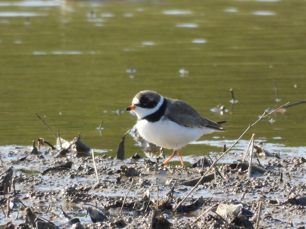 Semipalmated Plover - ML567761301