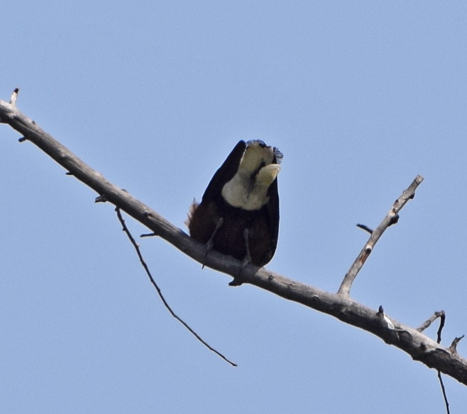 Eurasian Nutcracker - John Bruin