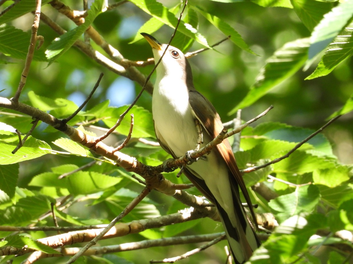 Yellow-billed Cuckoo - ML567762121