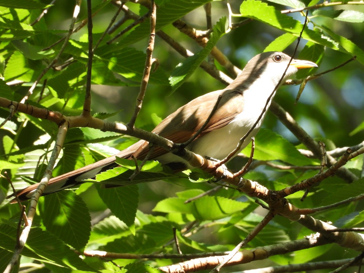 Yellow-billed Cuckoo - ML567762131