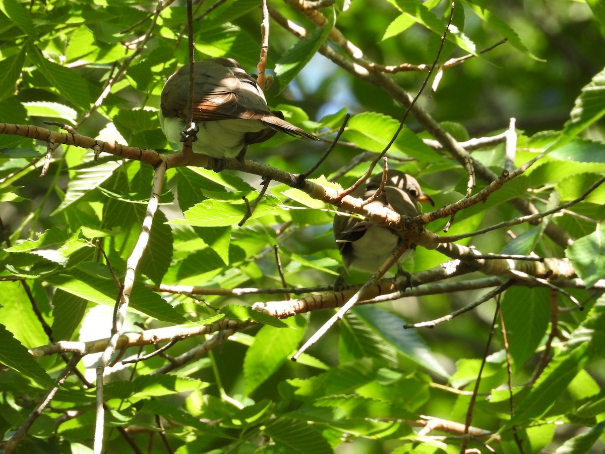 Yellow-billed Cuckoo - ML567762741