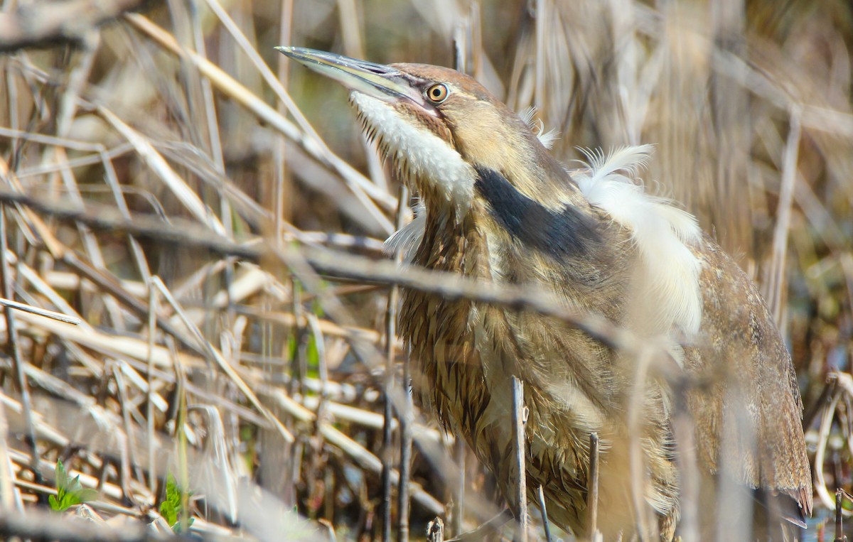 American Bittern - David Woodhouse