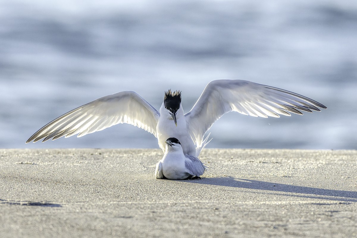 Sandwich Tern - ML567763391