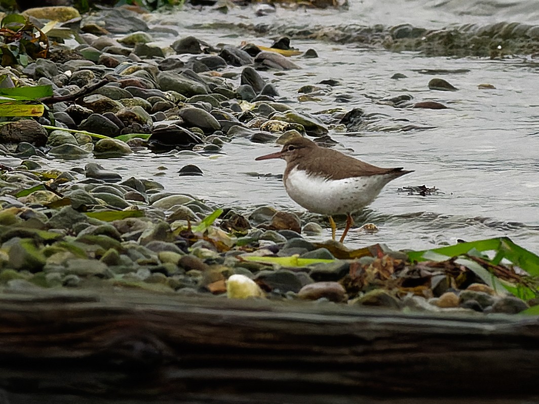 Spotted Sandpiper - ML567764151