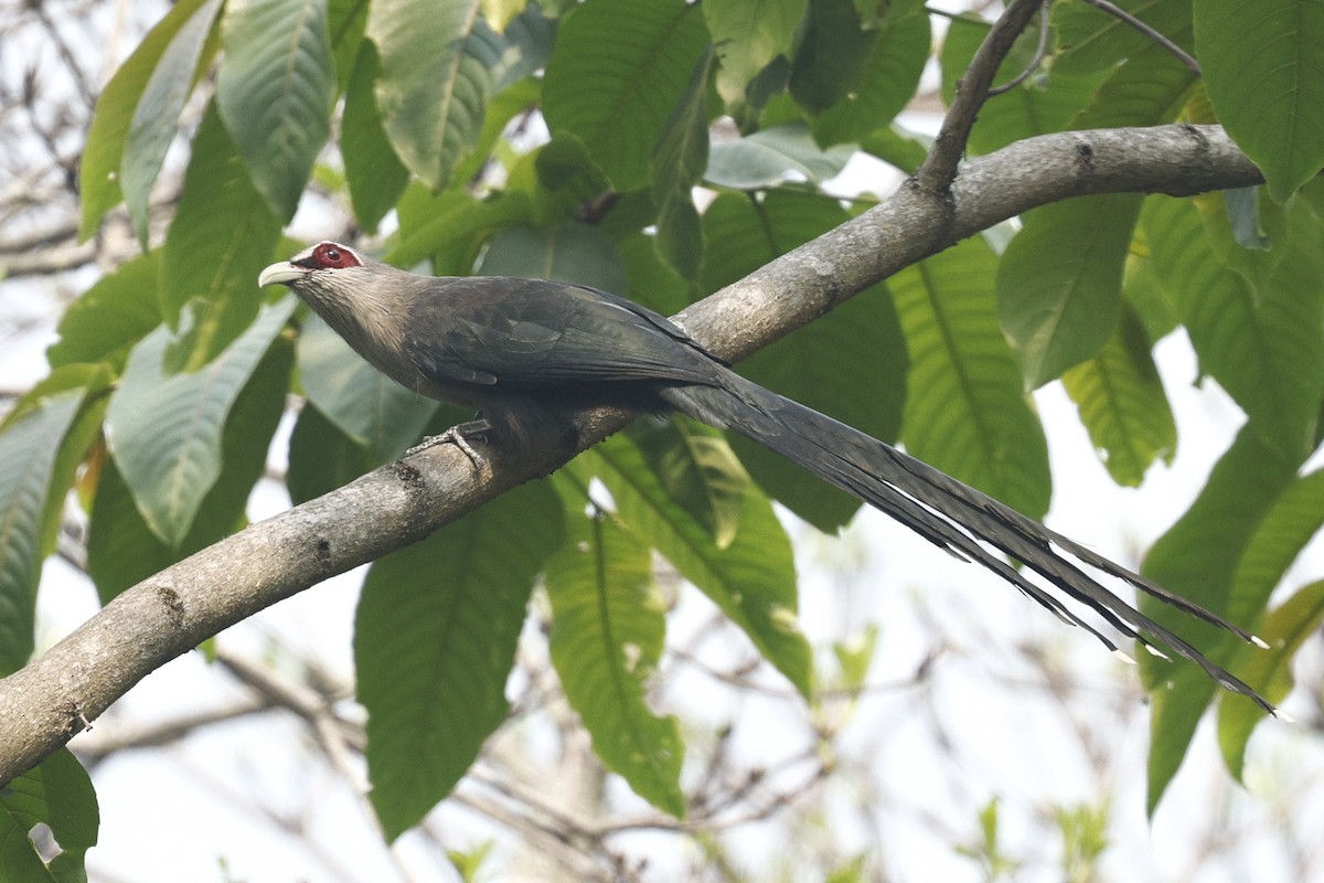 Green-billed Malkoha - ML567764911