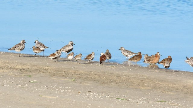 Red Knot - ML567765311