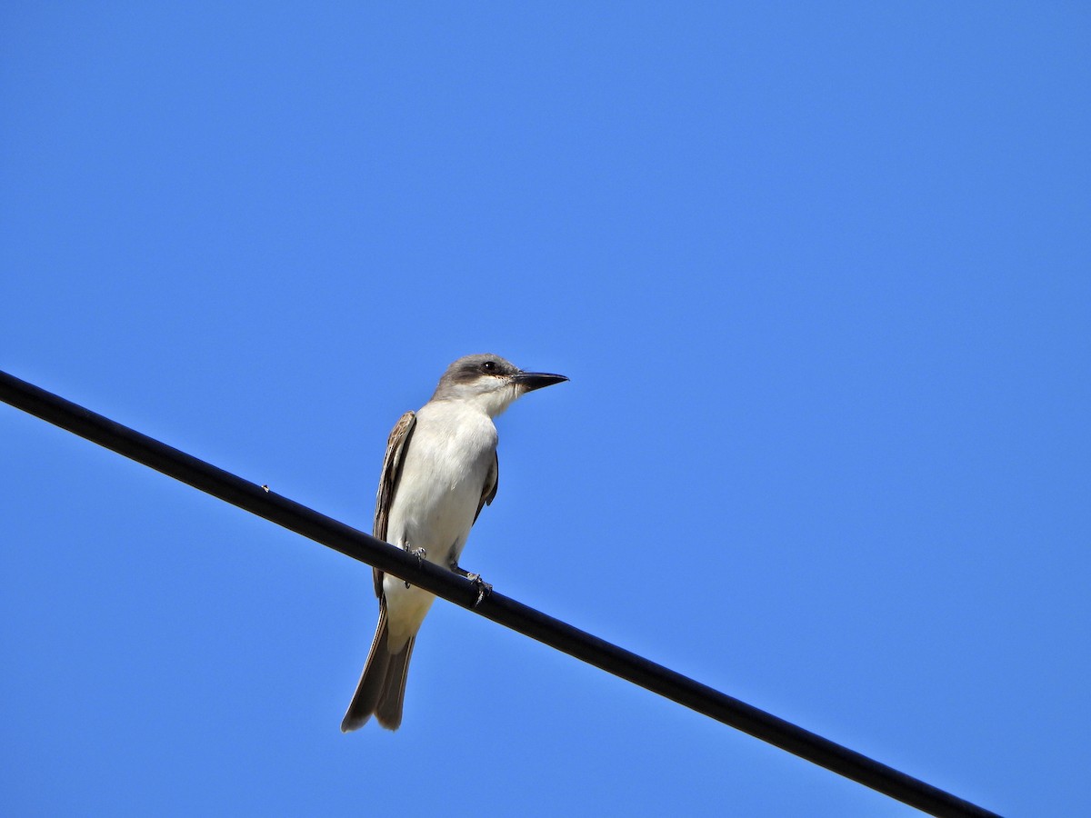 ハイイロタイランチョウ - ML567766171