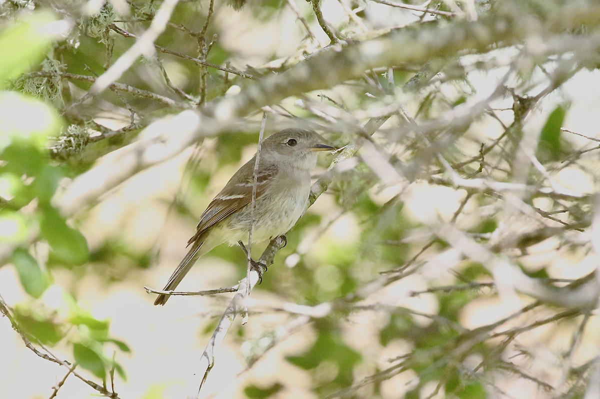 Gray Flycatcher - ML567767041