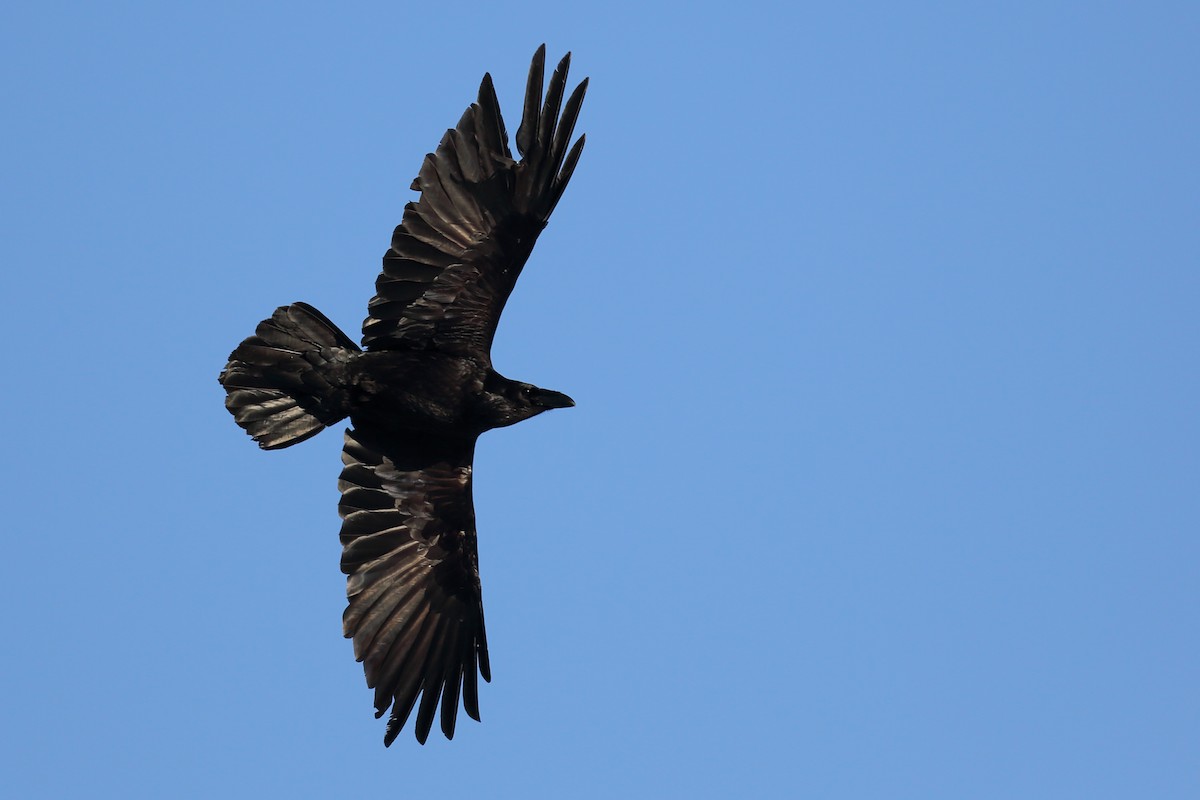 Common Raven - ML56776761