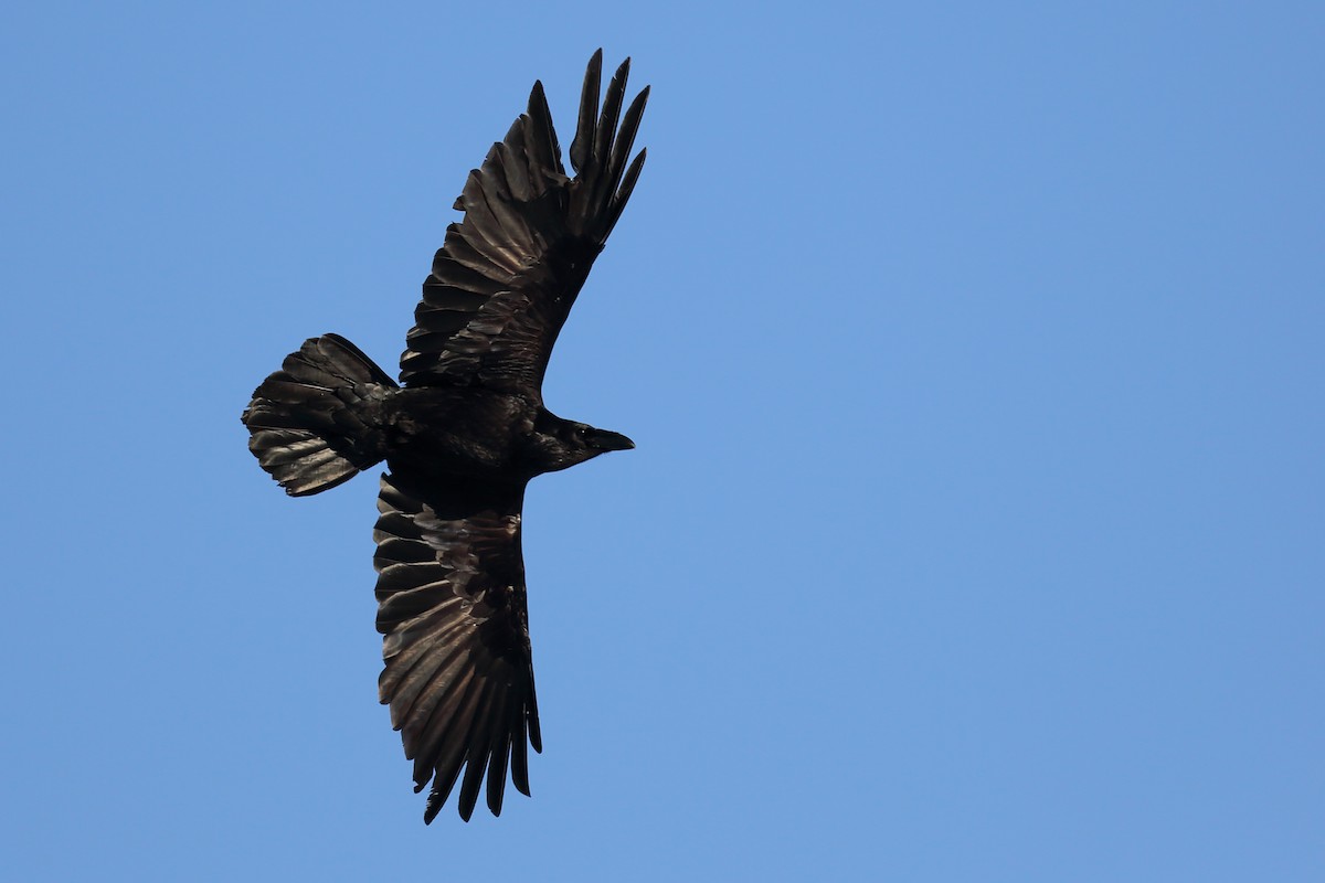 Common Raven - Anonymous
