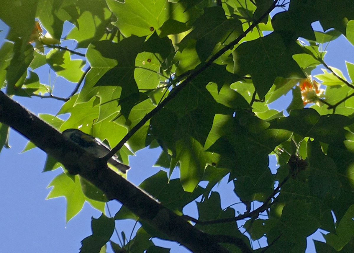 Yellow-rumped Warbler (Myrtle) - ML56776771