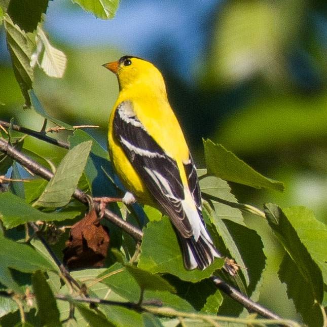 Chardonneret jaune - ML567767871