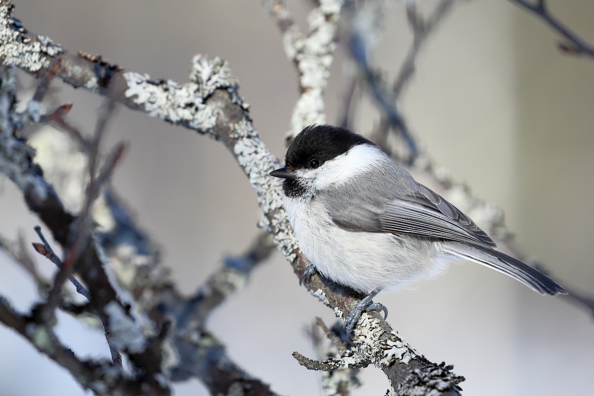 Willow Tit - ML56776851