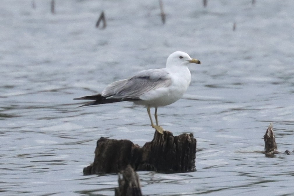 Ring-billed Gull - ML567768561