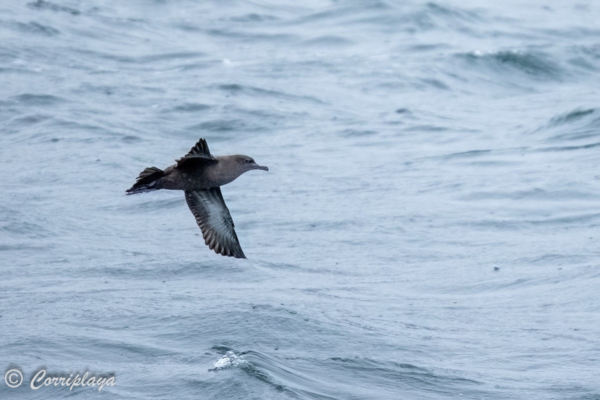 Sooty Shearwater - ML567768791