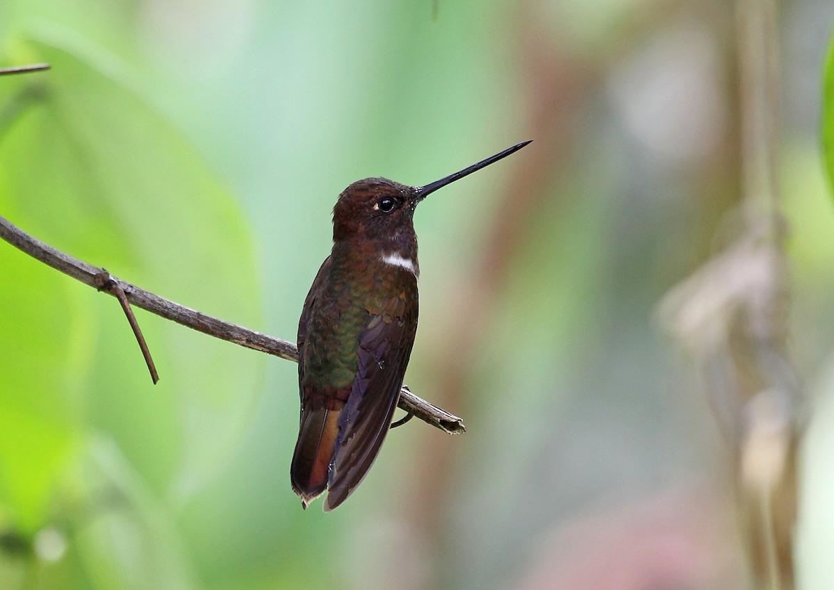 Brown Inca - ML56776941