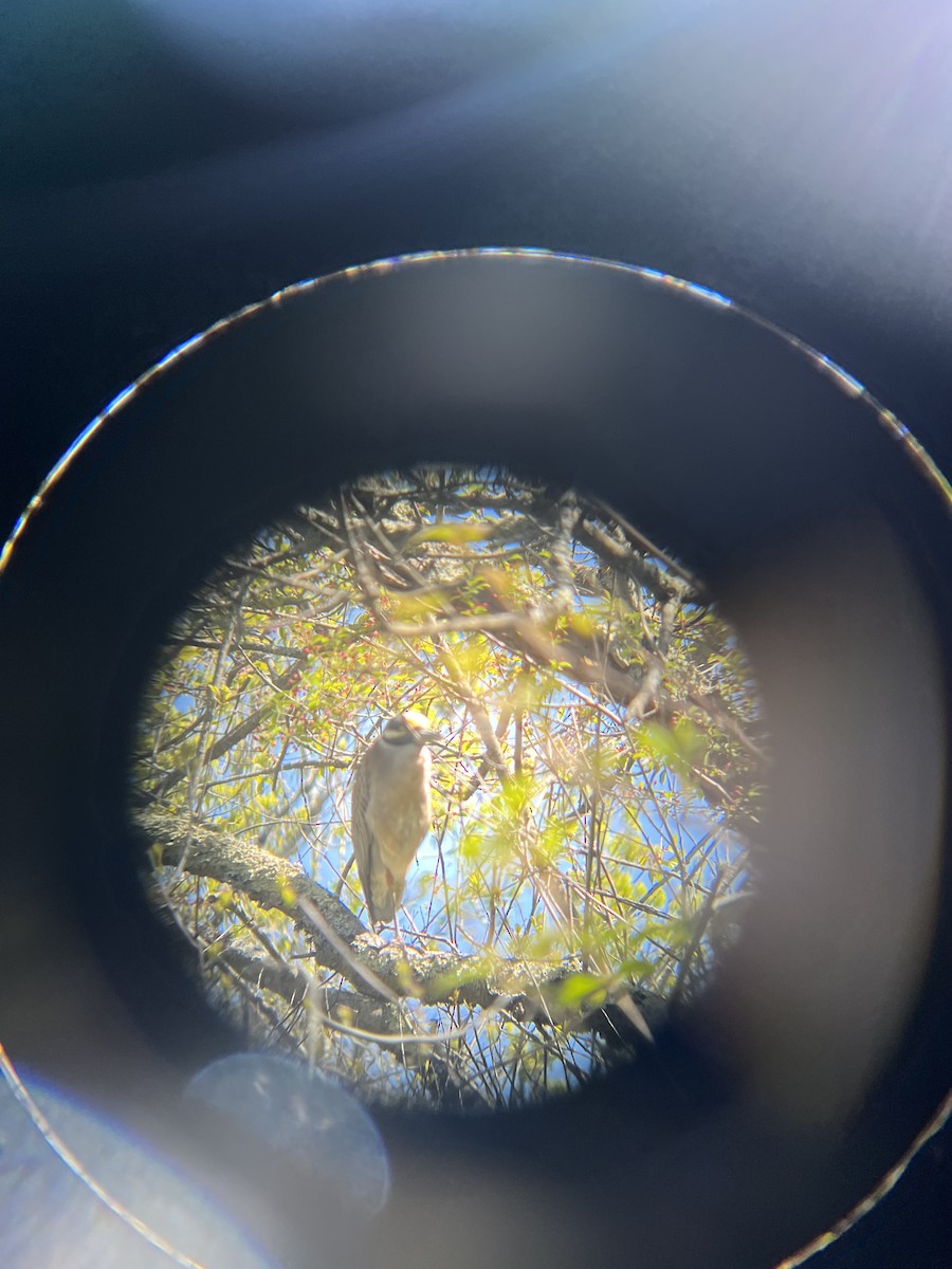 Yellow-crowned Night Heron - ML567771811