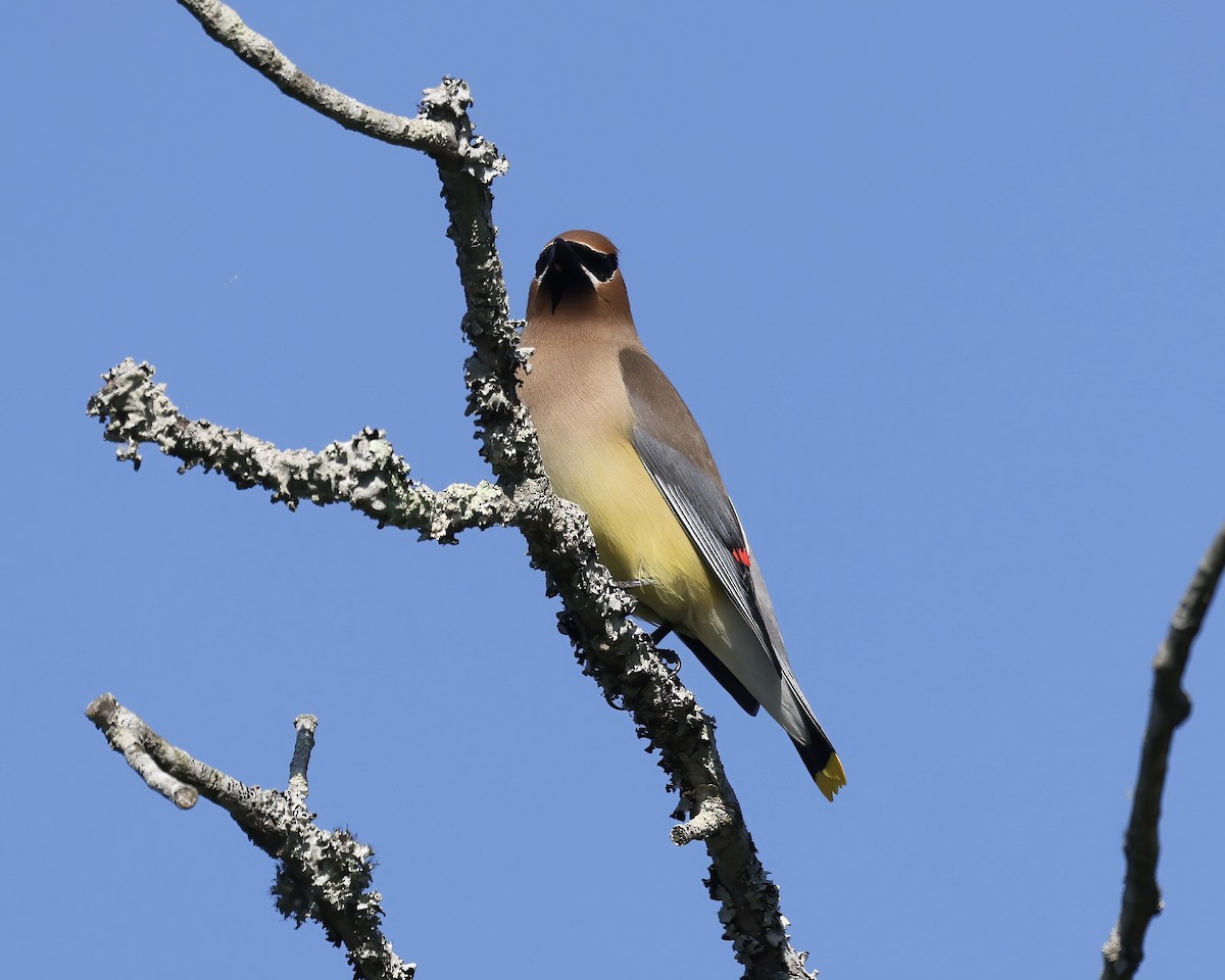 Cedar Waxwing - ML567772191