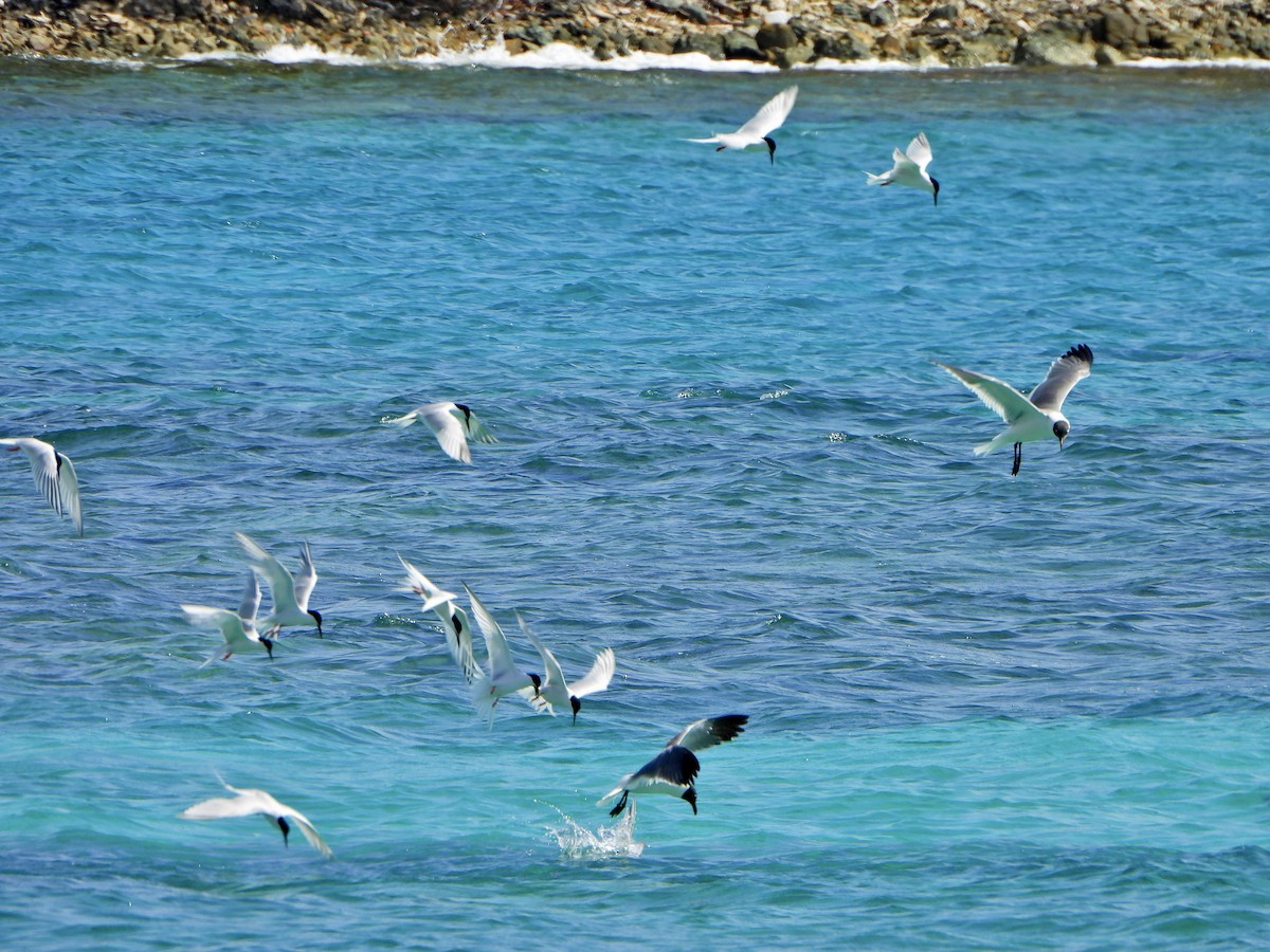 サンドイッチアジサシ - ML567773291