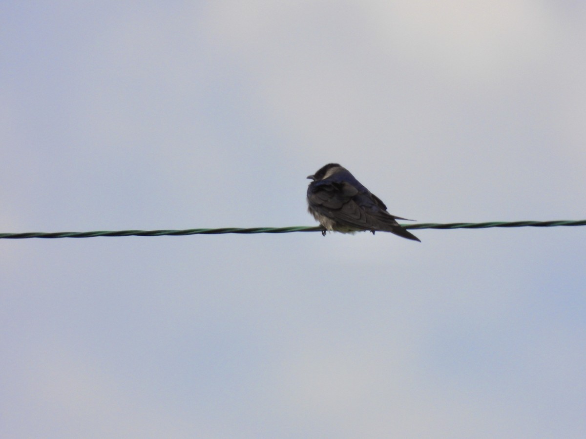 Purple Martin - Tracy Mosebey